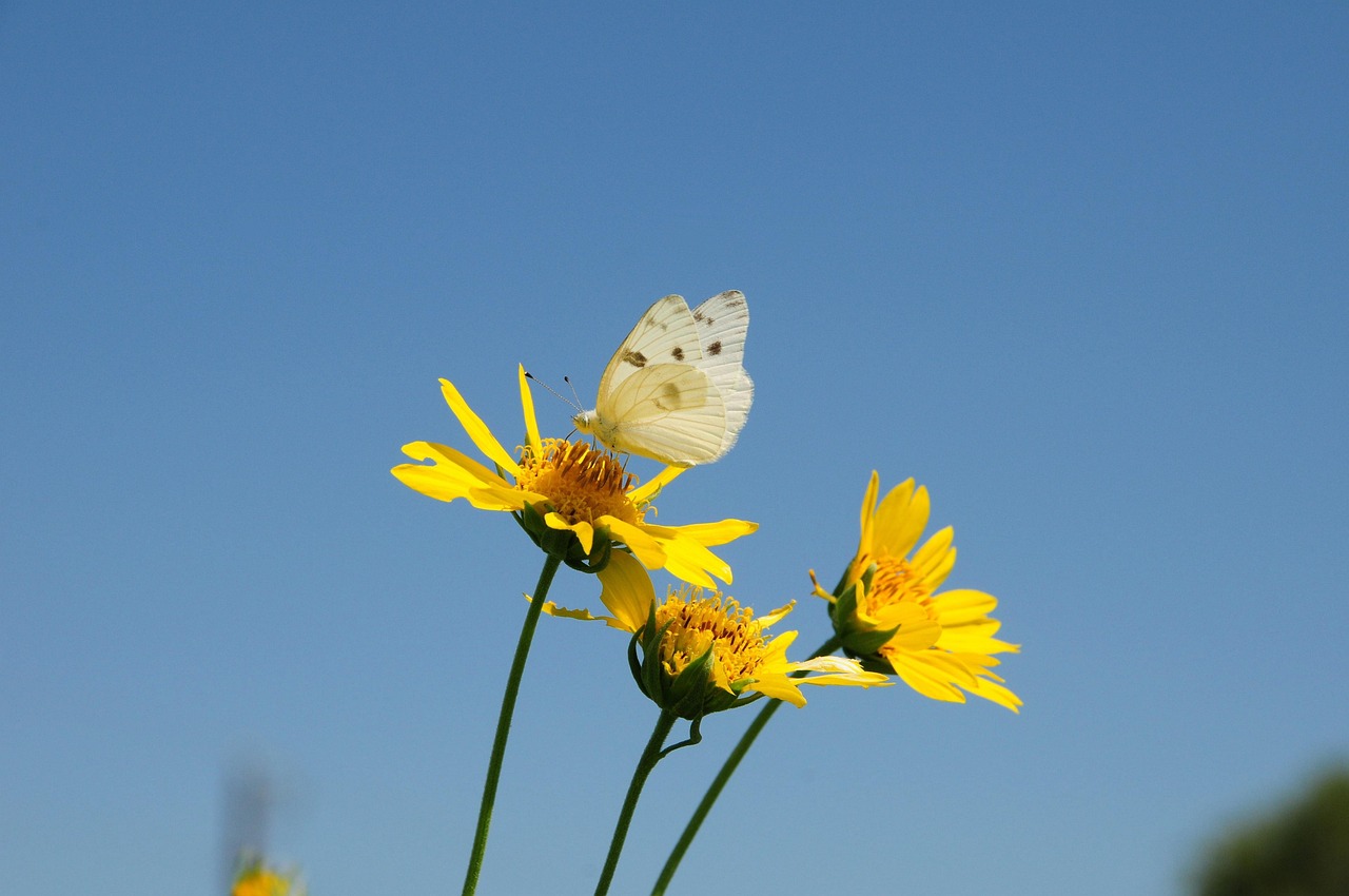 butterfly, bloom, insects, wing, blue, papilio, coloured