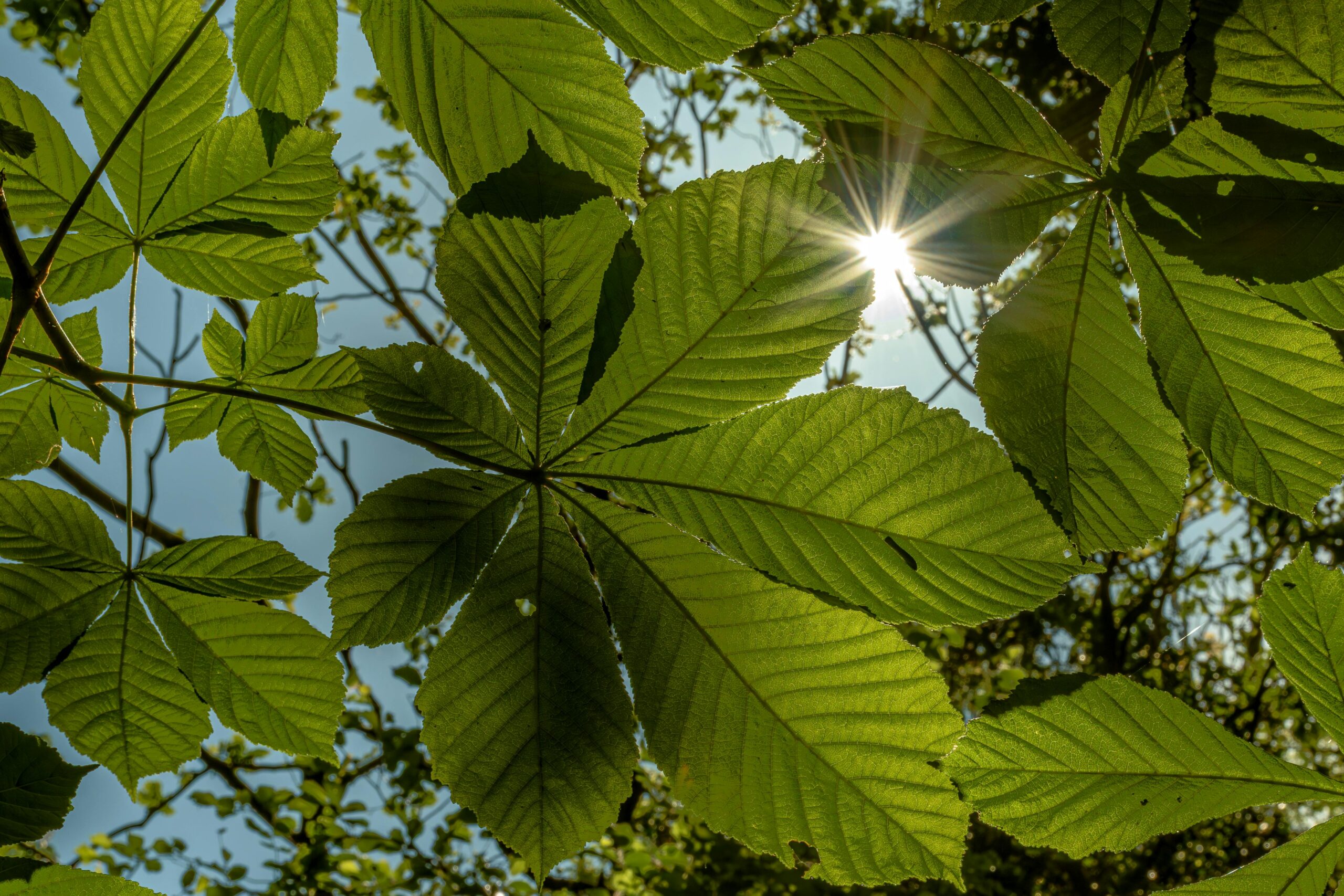 Close-up shot of sunlight shining through lush green chestnut leaves in Tullygally park.
